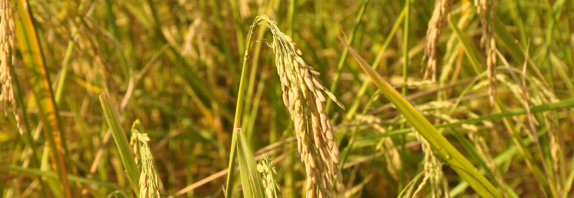riz banniere -4