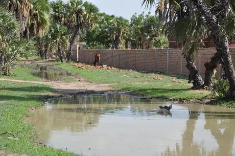 urni (saison de pluie)