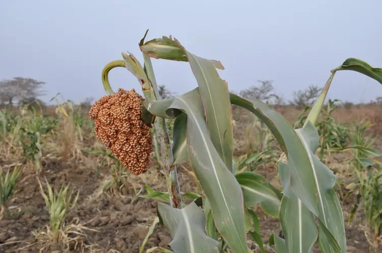 mãy (béré-béré)