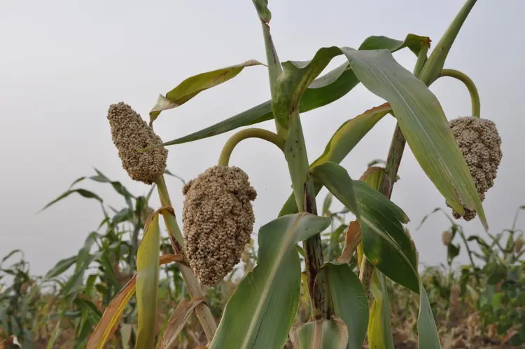 mãy (béré-béré)
