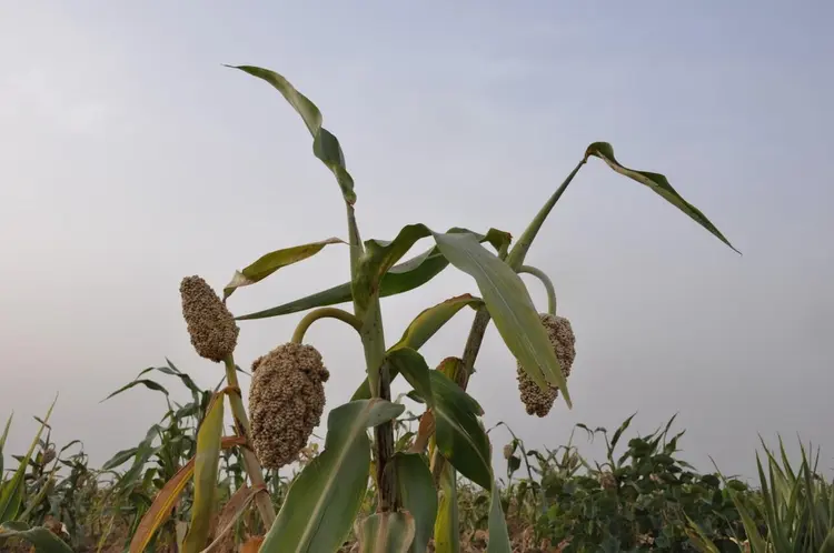 mãy (béré-béré)