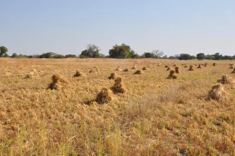 gere (récolte de riz)