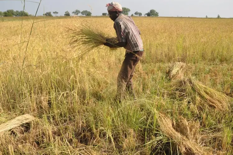 gere (récolte de riz)