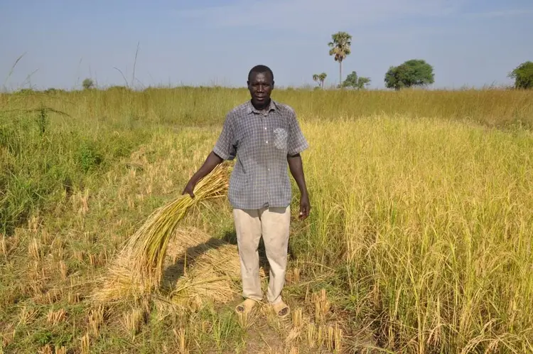gere (récolte de riz)
