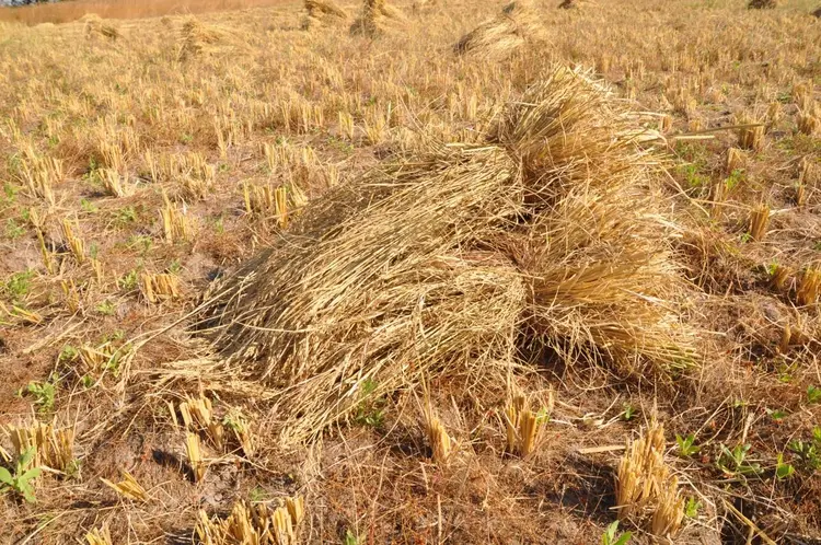 gere (récolte de riz)