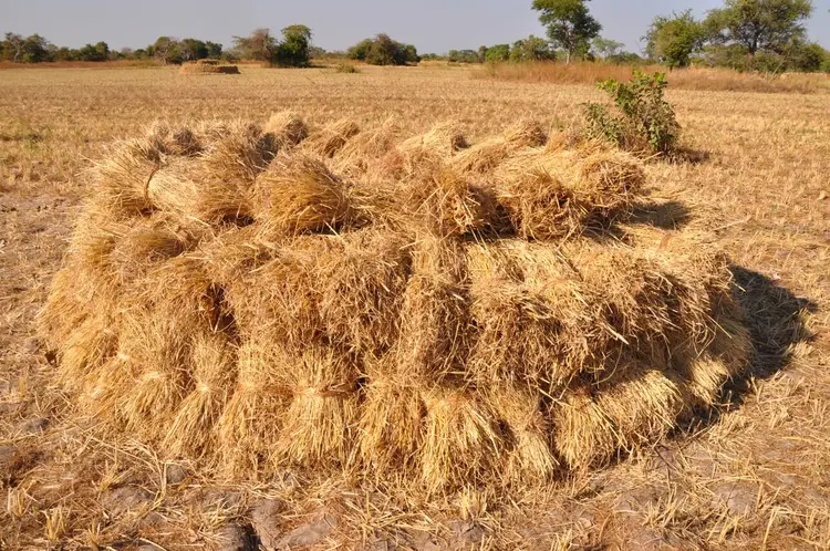 gere (récolte de riz)