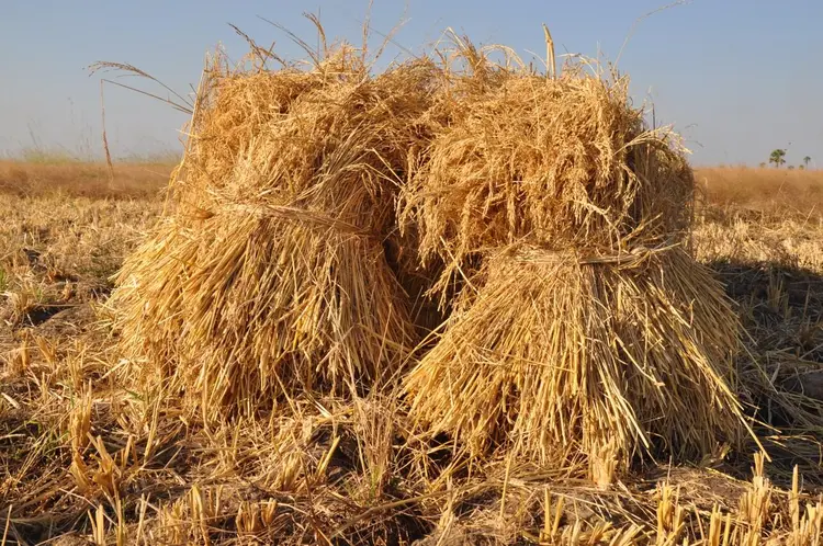 gere (récolte de riz)