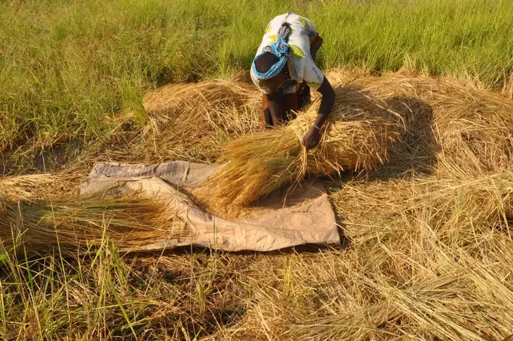 gere (récolte de riz)