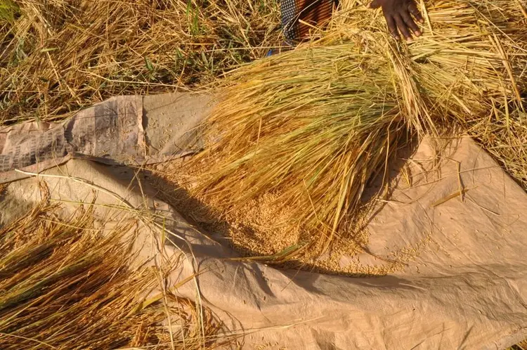 gere (battage de riz)