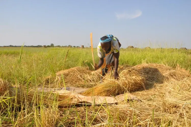 gere (battage de riz)