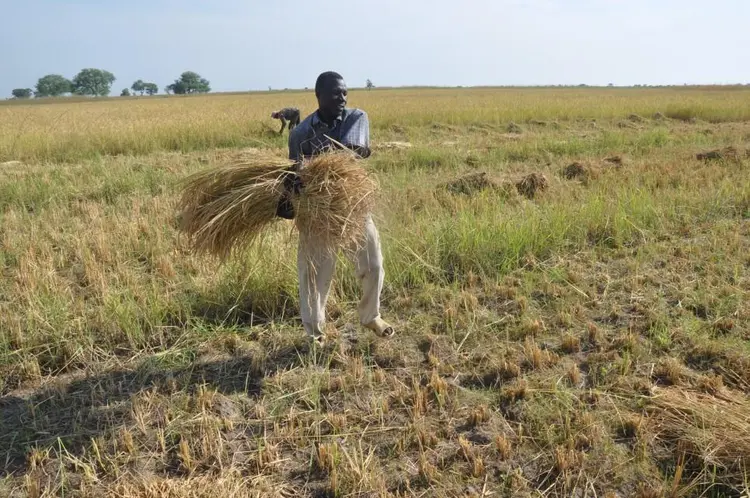 gere (récolte de riz)