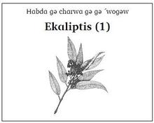 Ekaliptis1Thumbnail.jpg Ekaliptis 1 - Eucalyptus 1